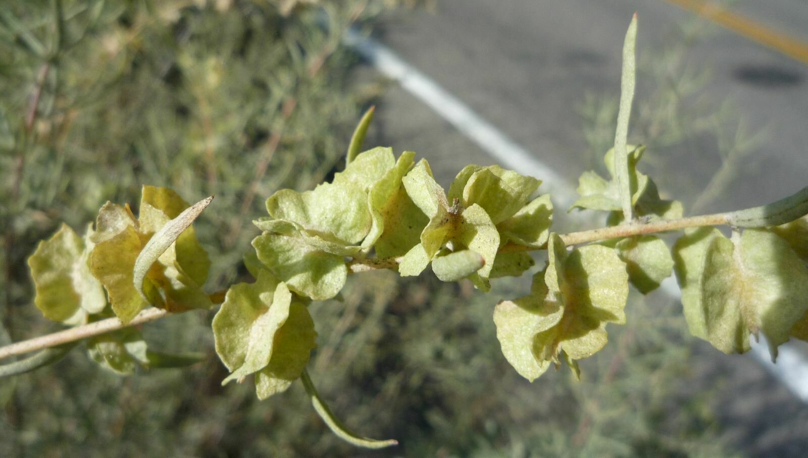 High Resolution Atriplex canescens Flower